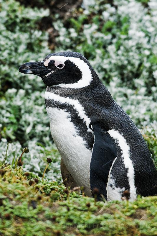 20071214 104438 D200 3900x2600.jpg - March of the Penguins, Otway Sound, Puntas Arenas, Chile